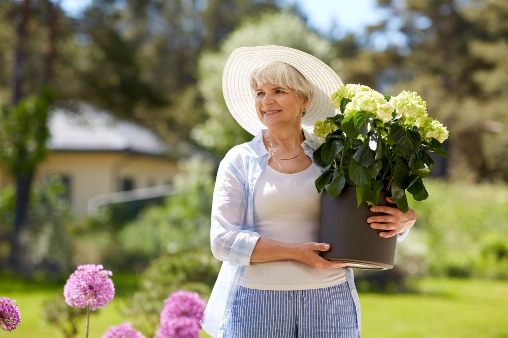 Hortensja w ogrodzie